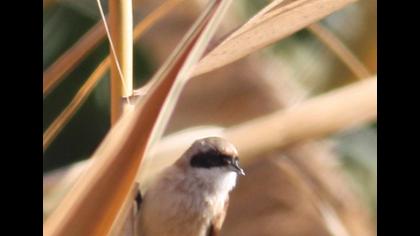 Eurasian Penduline Tit