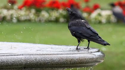 Avrupa leş kargası