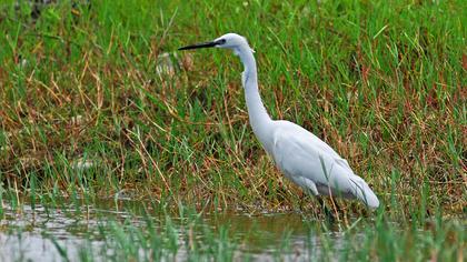 Küçük ak balıkçıl
