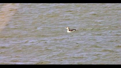 Karagerdanlı dalgıç