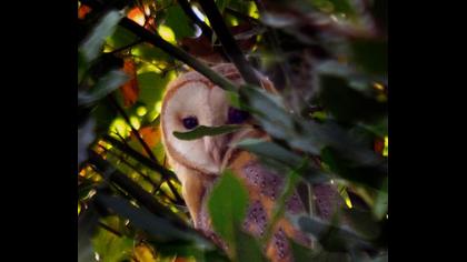 Western Barn Owl