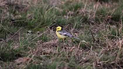 Sarıbaşlı kuyruksallayan