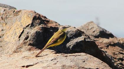 Sarı kuyruksallayan