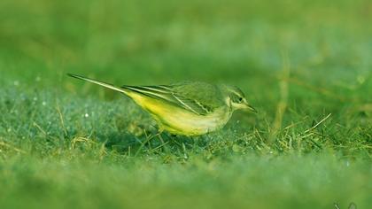 Sarı kuyruksallayan