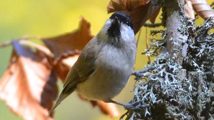 Kayın baştankarası