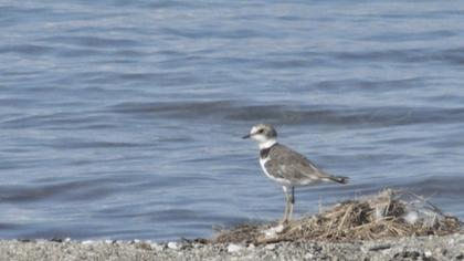 Halkalı küçük cılıbıt
