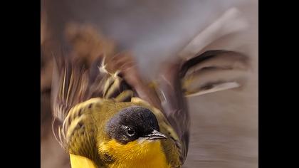 Sarı kuyruksallayan