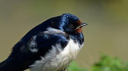 Barn Swallow