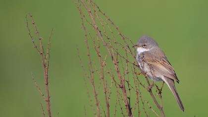 Akgerdanlı ötleğen