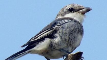 Maskeli örümcekkuşu