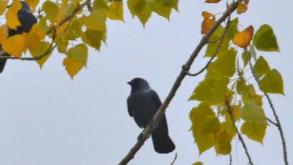 Western Jackdaw