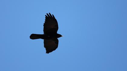 Sarıgagalı dağ kargası