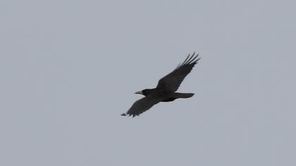 Rook