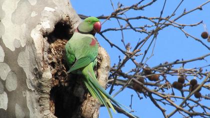 Alexandrine Parakeet