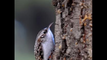 Orman tırmaşıkkuşu