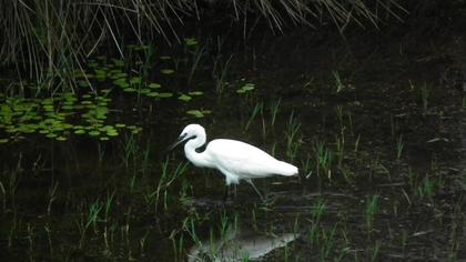 Küçük ak balıkçıl