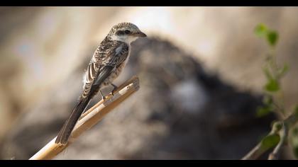 Maskeli örümcekkuşu
