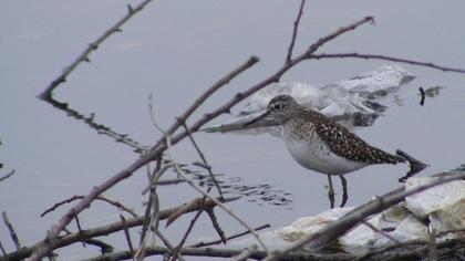 Orman düdükçünü