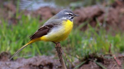 Grey Wagtail