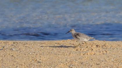 Red Knot