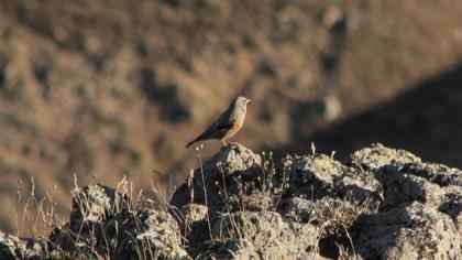 Büyük dağbülbülü