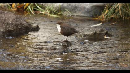 White-throated Dipper