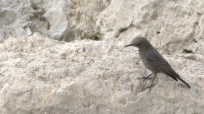 Blue Rock Thrush
