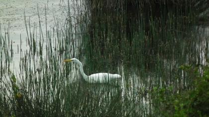 Büyük ak balıkçıl
