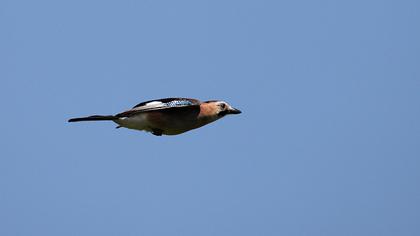 Eurasian Jay
