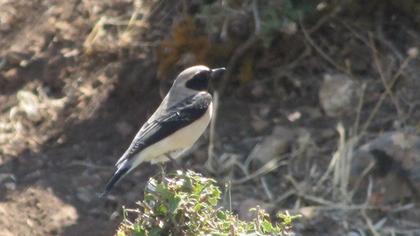 Karakulaklı kuyrukkakan