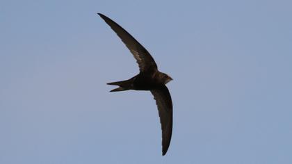 Common Swift