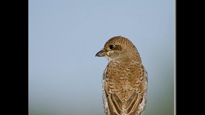 Kızılsırtlı örümcekkuşu