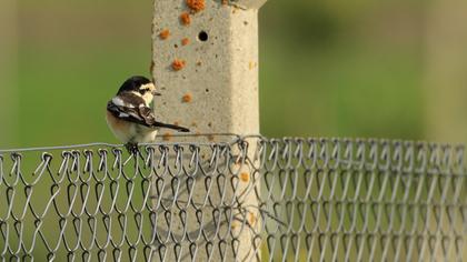 Maskeli örümcekkuşu