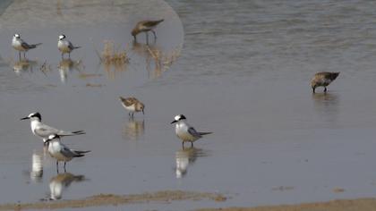 Karakarınlı kumkuşu