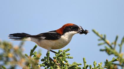 Woodchat Shrike