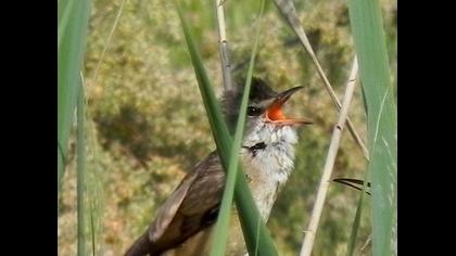 Büyük kamışçın
