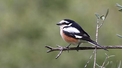 Maskeli örümcekkuşu