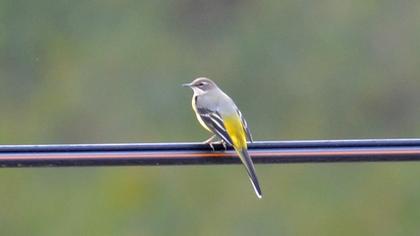 Dağ kuyruksallayanı