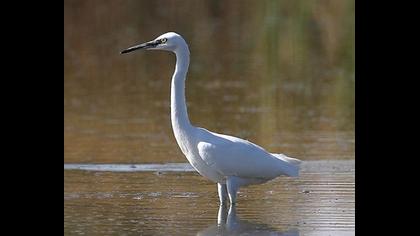 Küçük ak balıkçıl