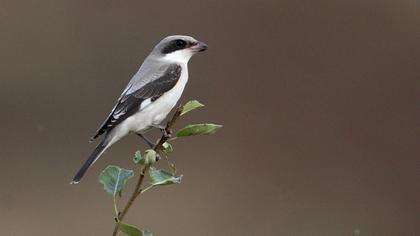 Karaalınlı örümcekkuşu