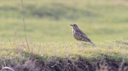 Mistle Thrush