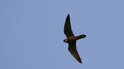 Eurasian Hobby