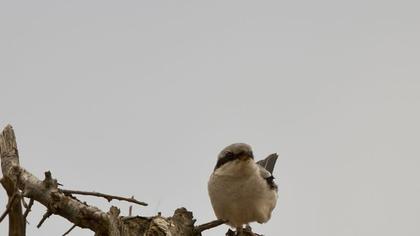 Büyük örümcekkuşu