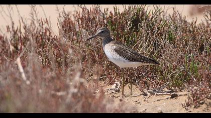 Wood Sandpiper