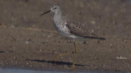 Bataklık düdükçünü