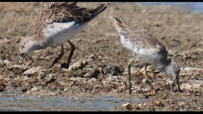 Bataklık düdükçünü