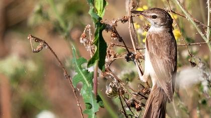 Büyük kamışçın