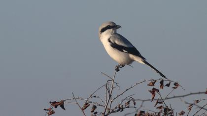 Büyük örümcekkuşu