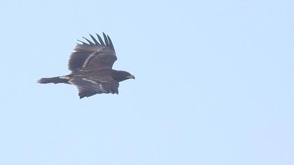 Büyük orman kartalı