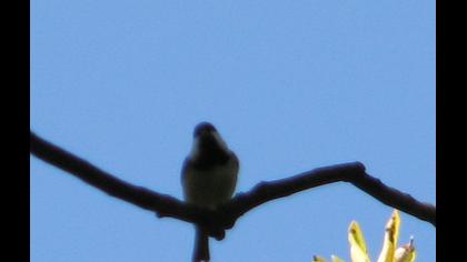 Akyanaklı baştankara